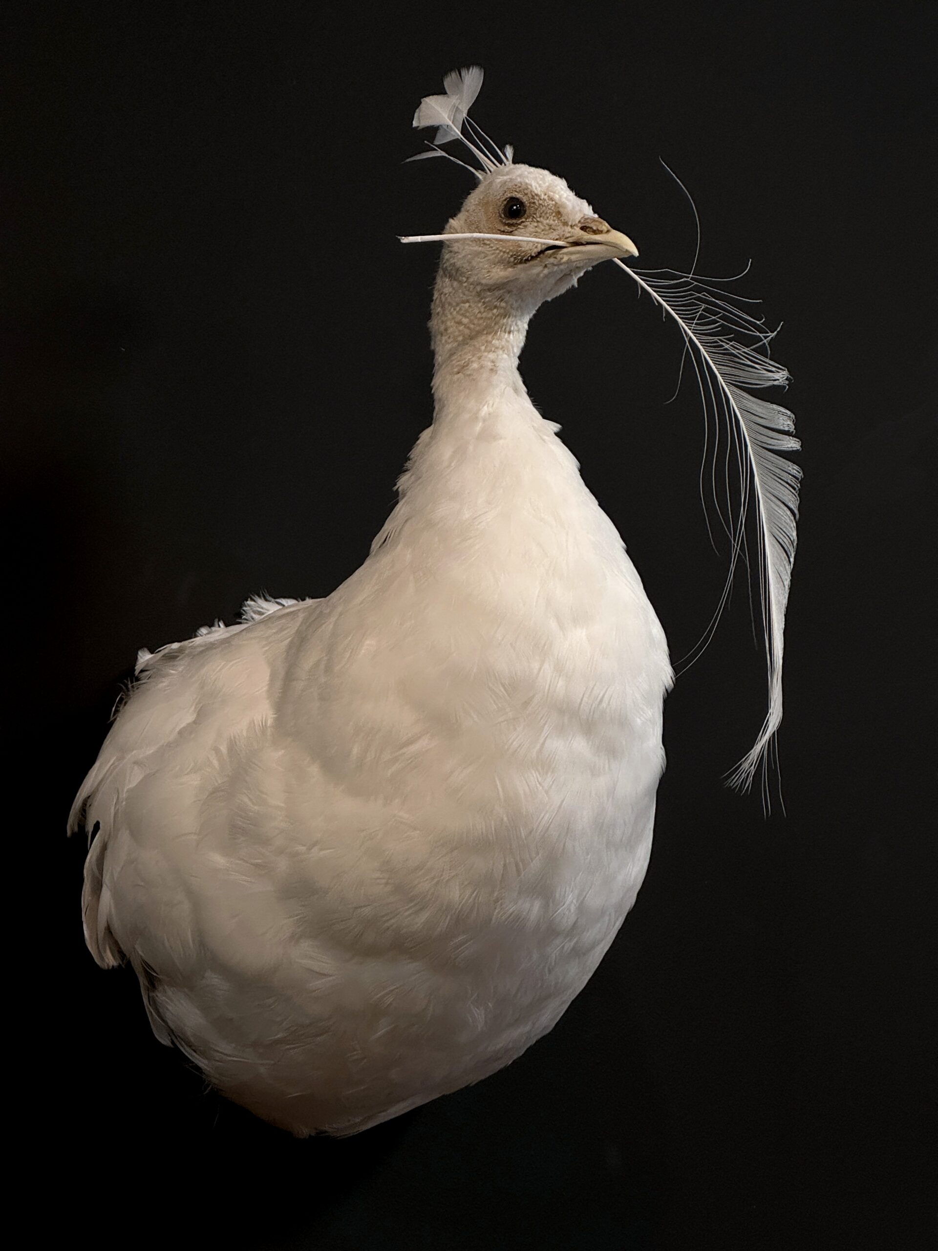 Kunstwerk Witte Pauw Kunstwerk Witte Pauw