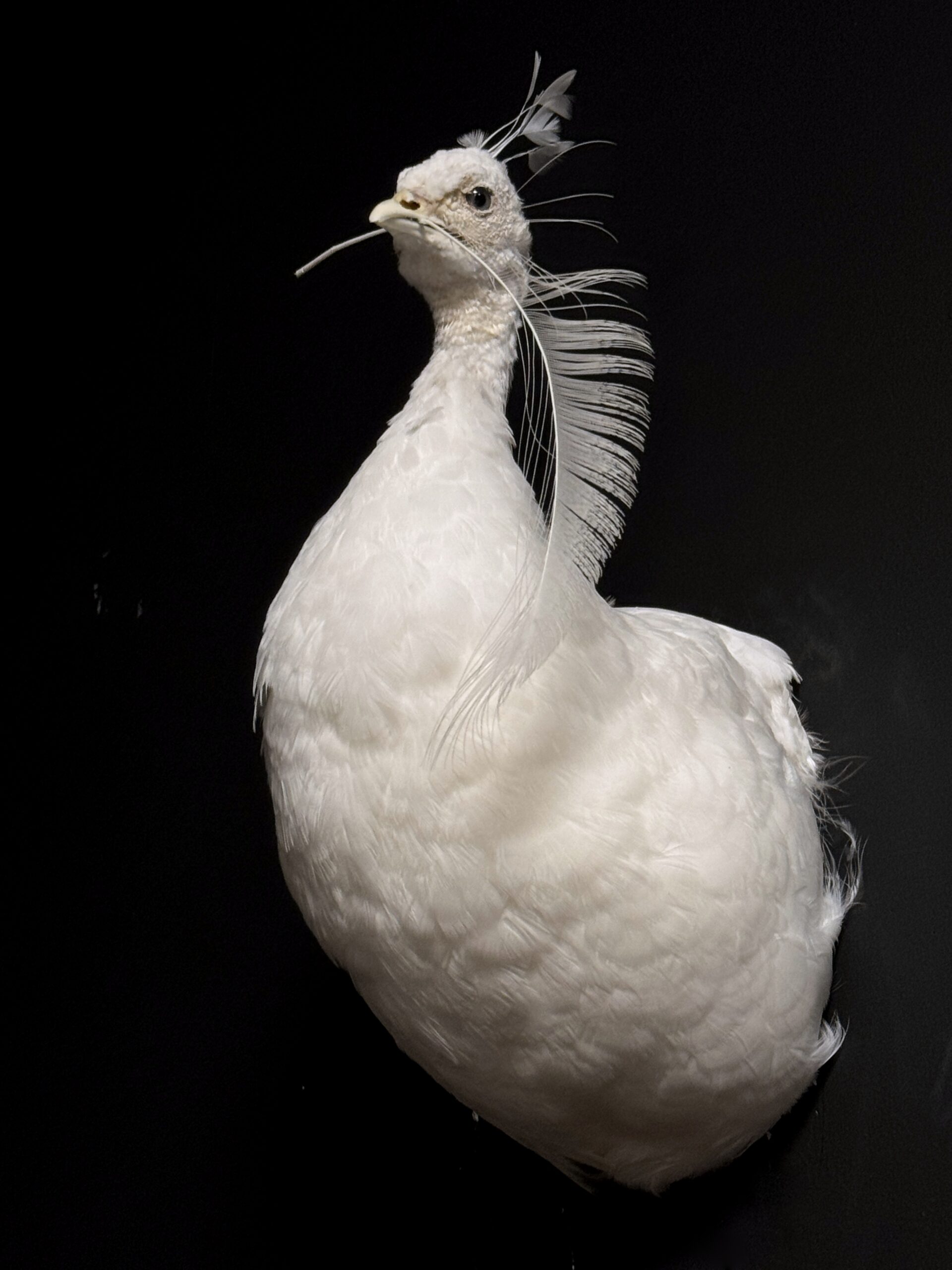 Kunstwerk Witte Pauw