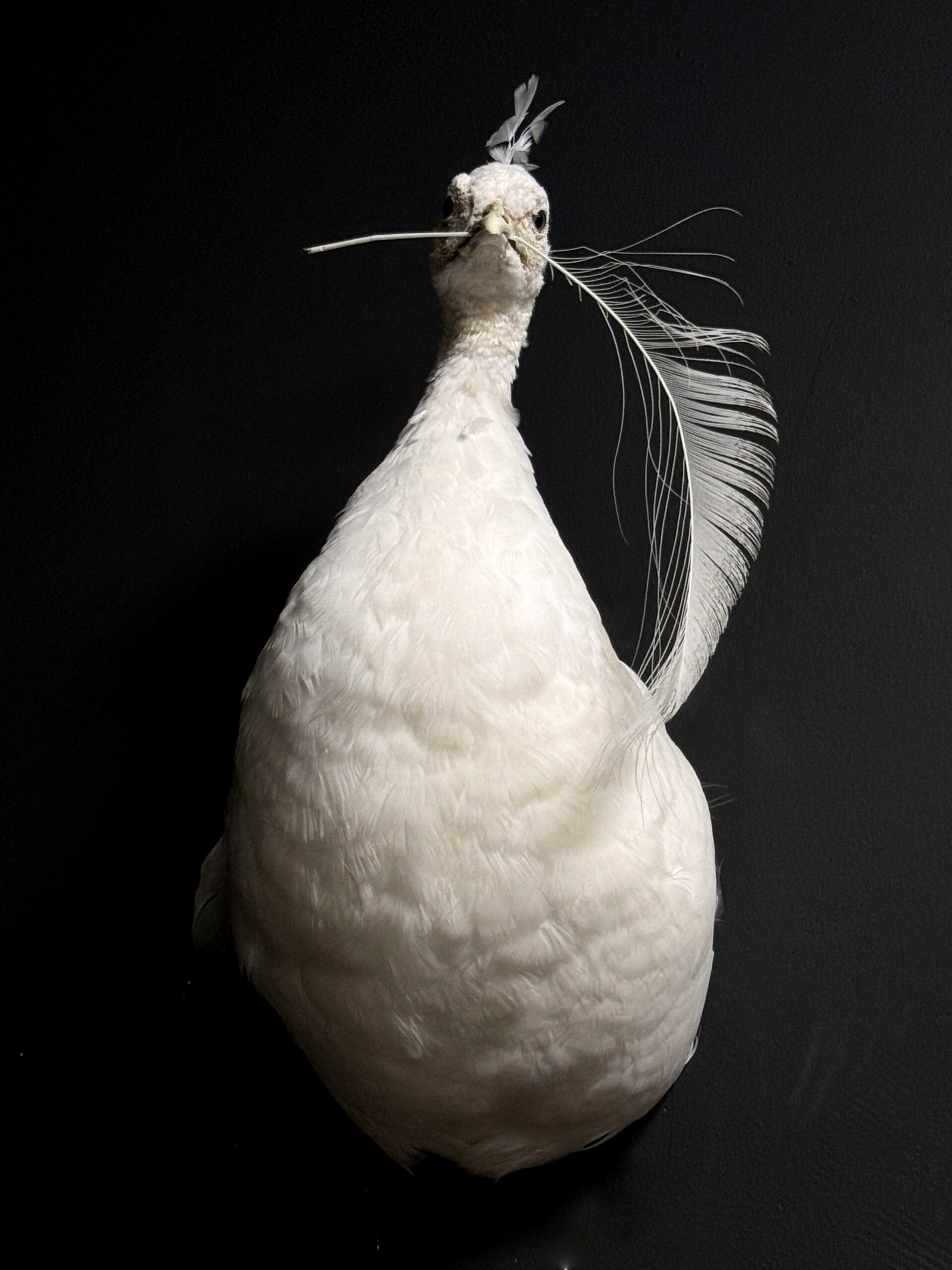 Kunstwerk Witte Pauw Kunstwerk Witte Pauw