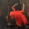 Opgezette rode ibis