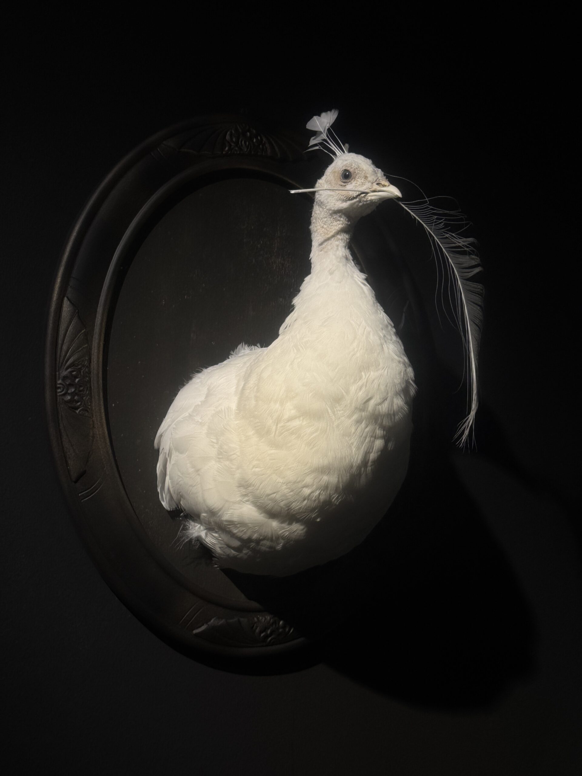 Kunstwerk Witte Pauw