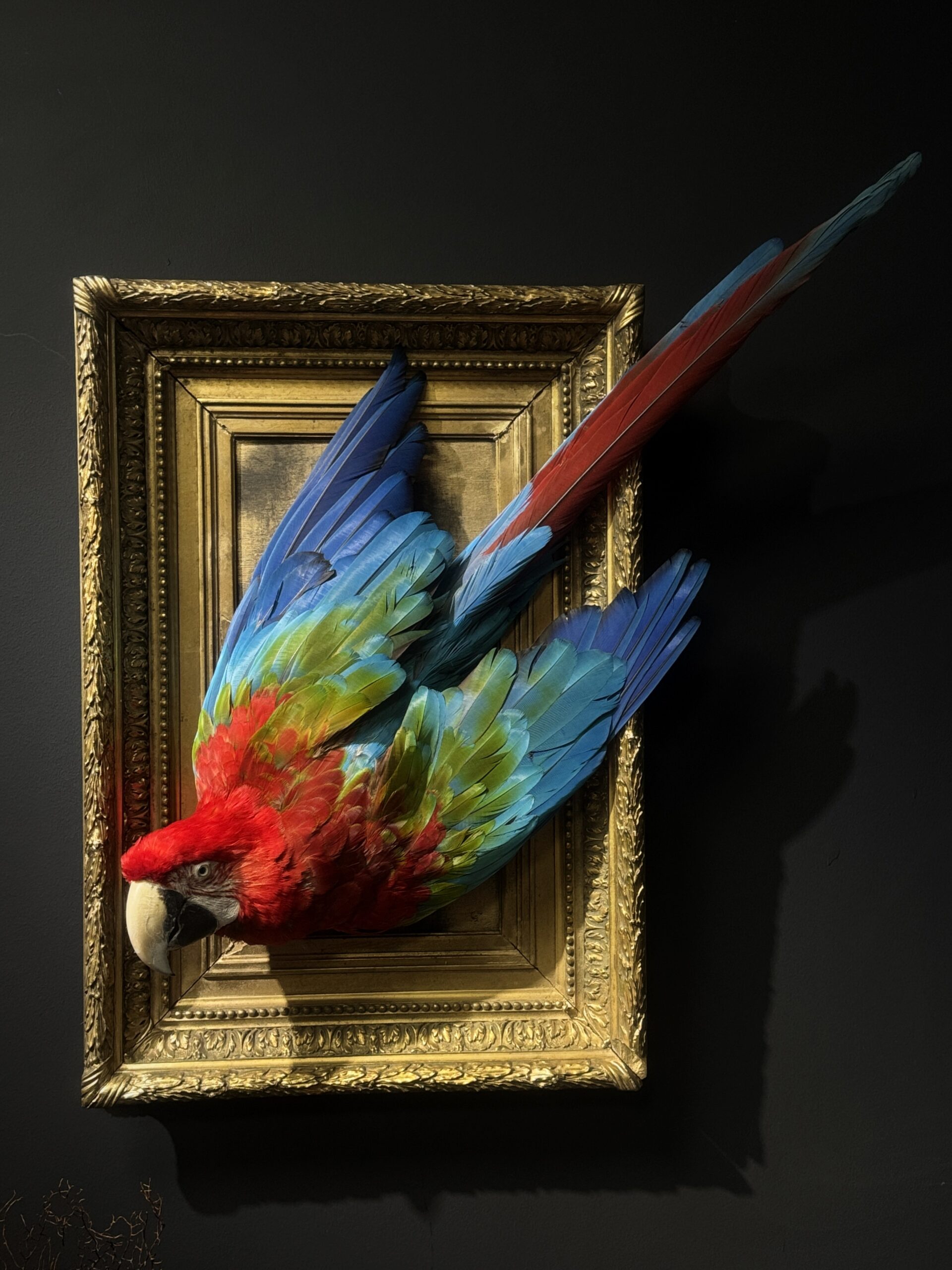 Kunstwerk Ara in antieke lijst