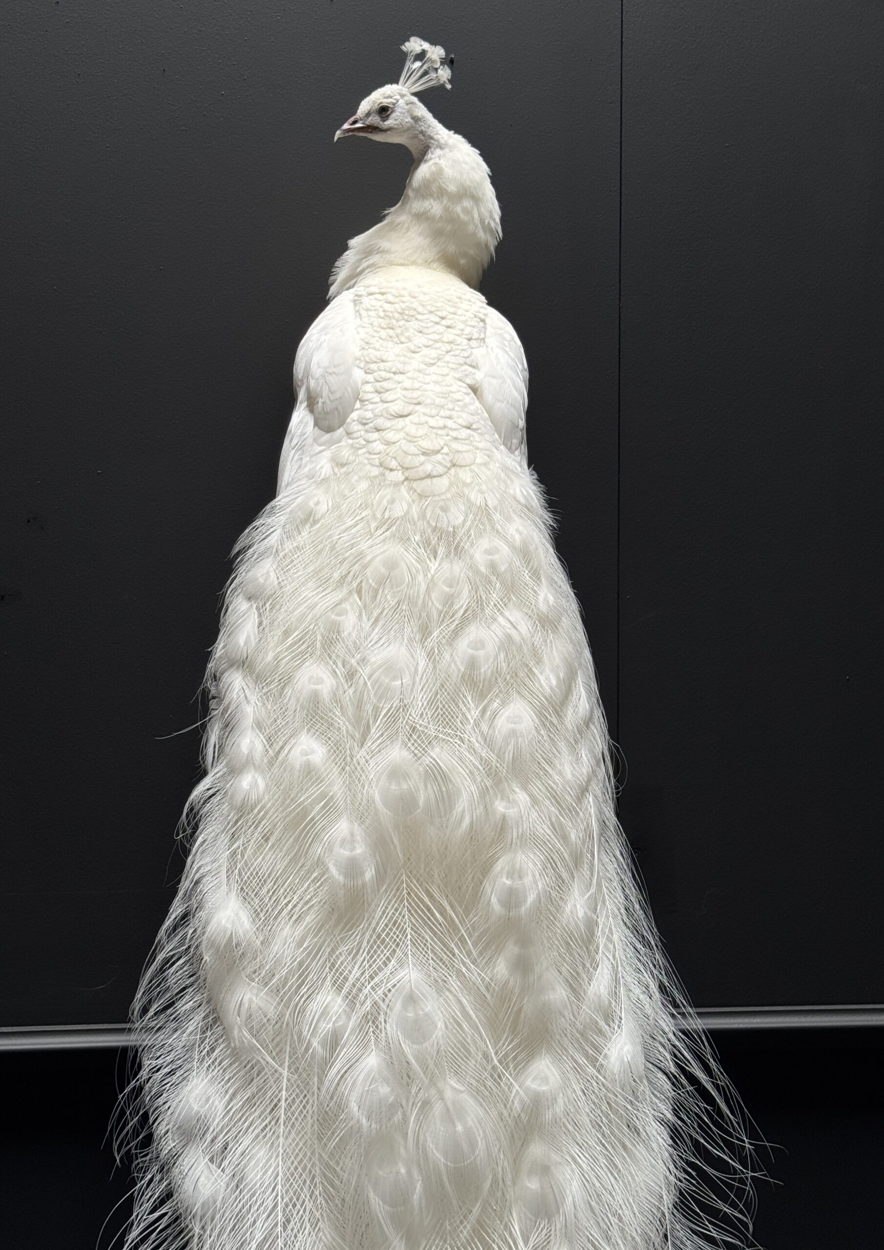 Mounted white peacock