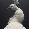 Mounted white peacock Mounted white peacock
