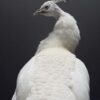 Mounted white peacock Mounted white peacock
