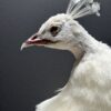 Mounted white peacock Mounted white peacock