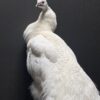 Mounted white peacock Mounted white peacock