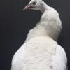 Mounted white peacock Mounted white peacock