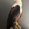Opgezette Afrikaanse Zeearend (Haliaeetus vocifer)