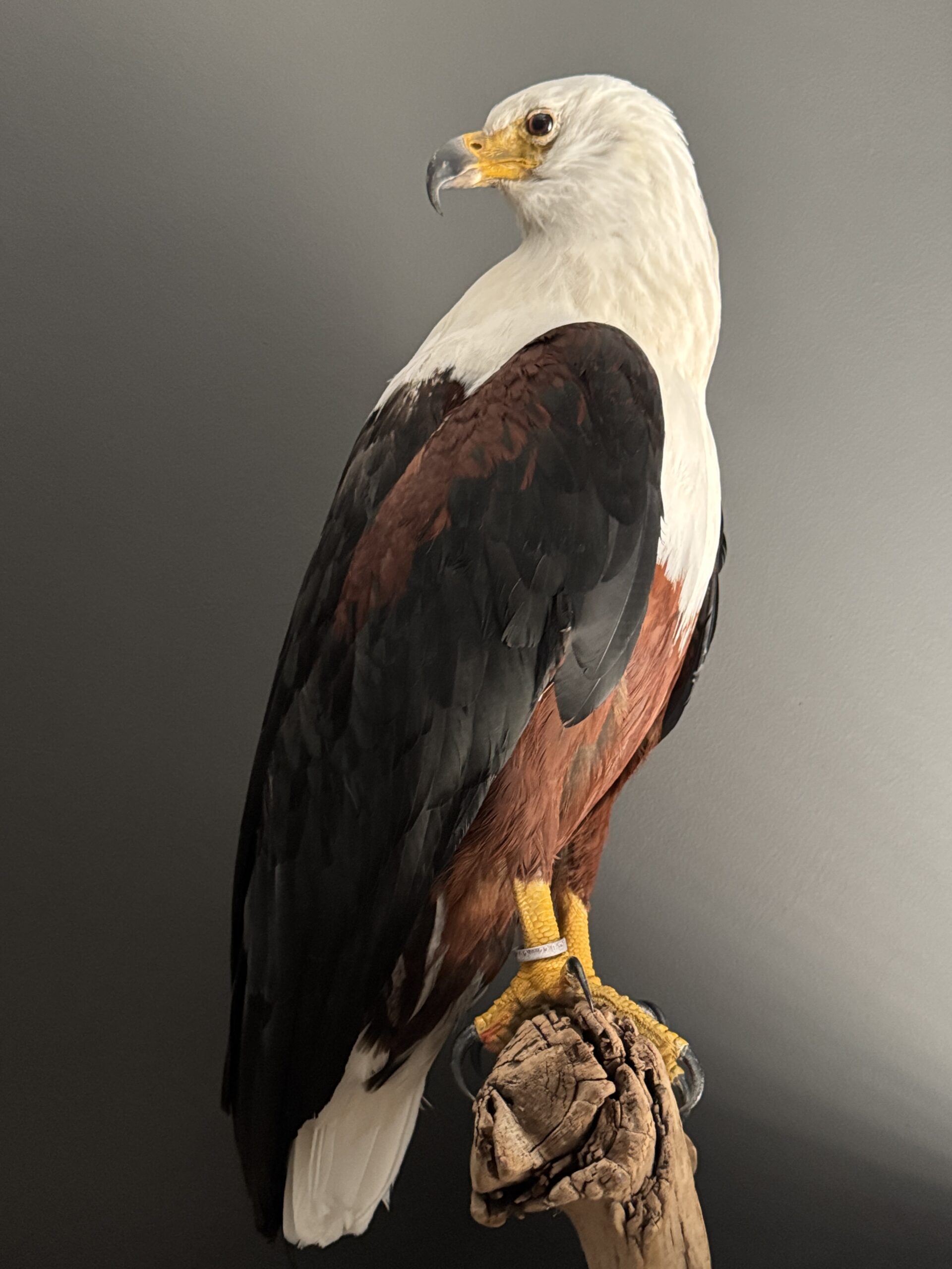 Opgezette Afrikaanse Zeearend (Haliaeetus vocifer)