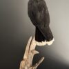 Opgezette Falkland Caracara Opgezette Falkland Caracara