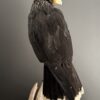 Opgezette Falkland Caracara Opgezette Falkland Caracara