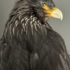 Opgezette Falkland Caracara Opgezette Falkland Caracara