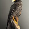 Opgezette Falkland Caracara