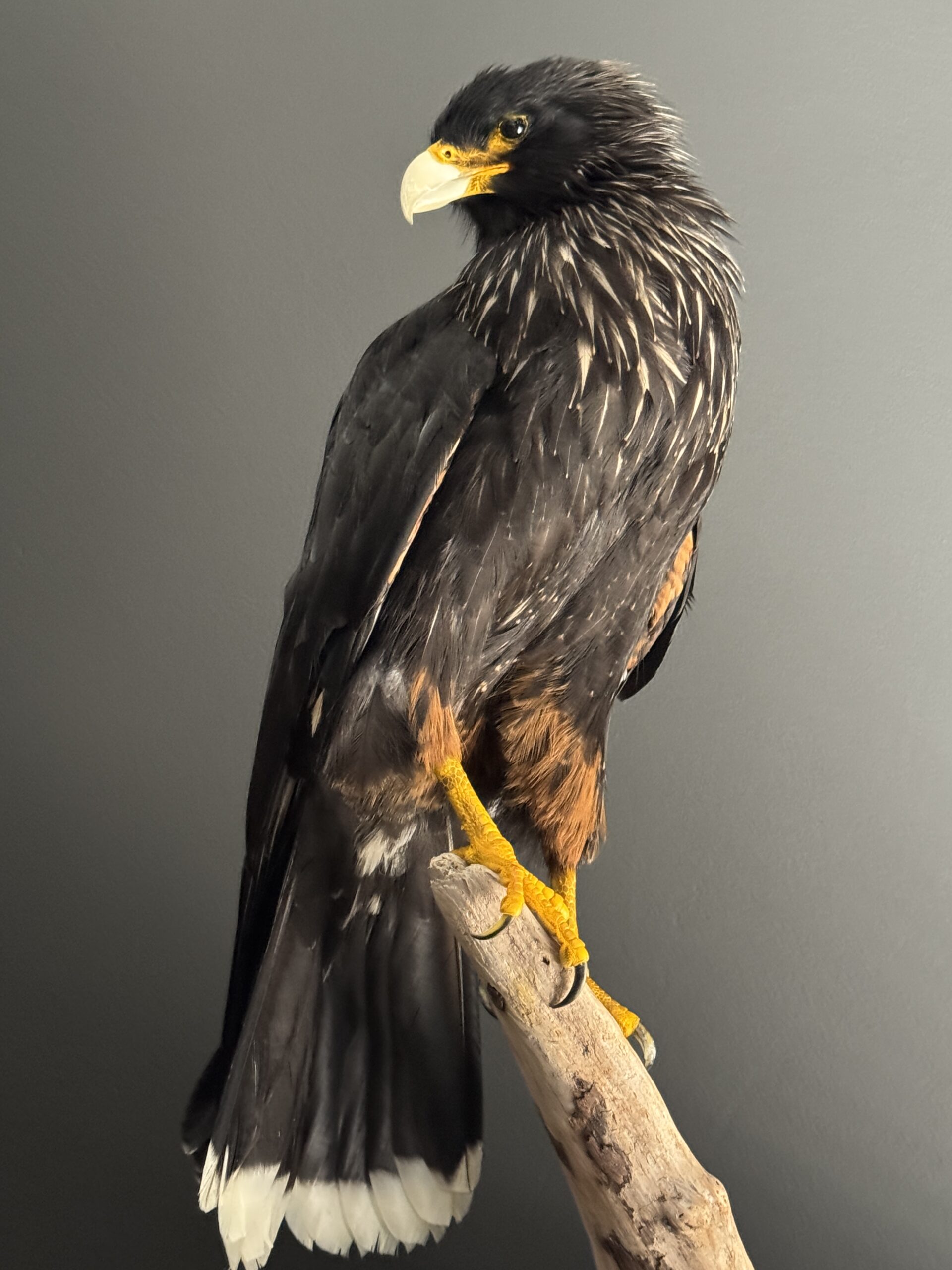 Opgezette Falkland Caracara