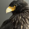 Opgezette Falkland Caracara Opgezette Falkland Caracara