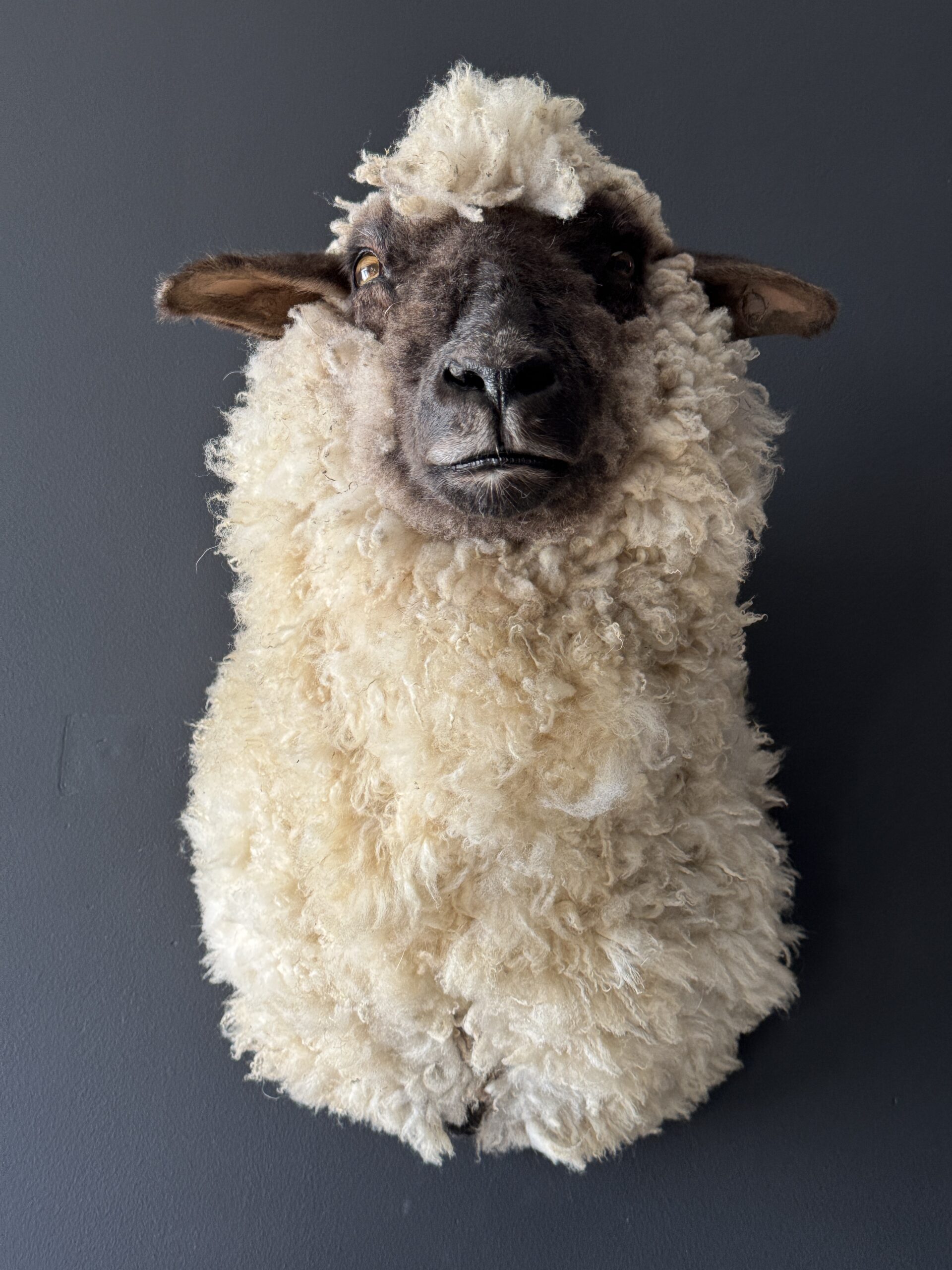 Opgezet schaap