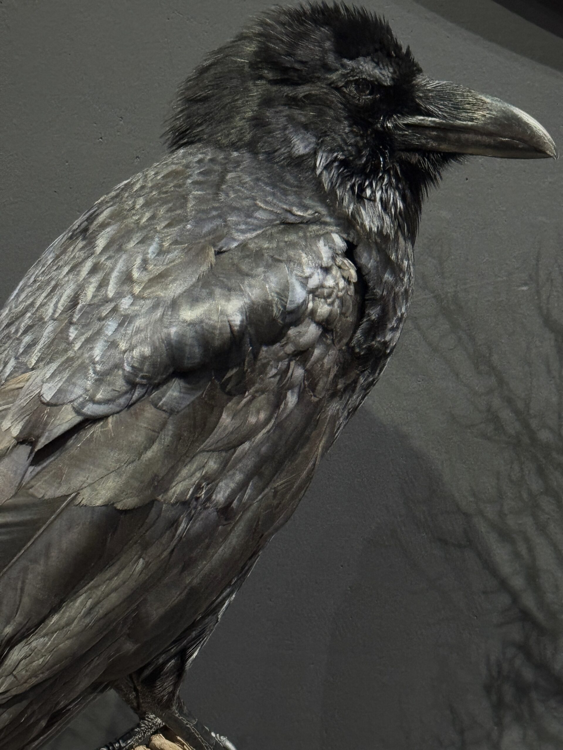 Opgezette raaf Opgezette raaf