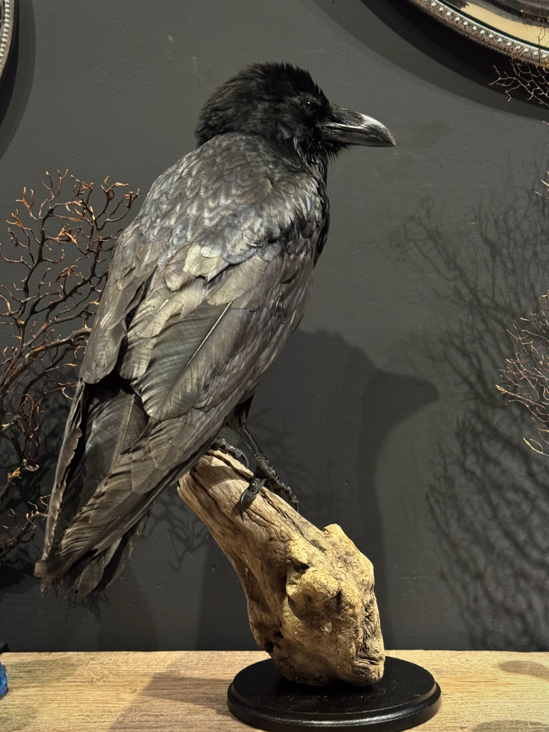 Opgezette raaf Opgezette raaf