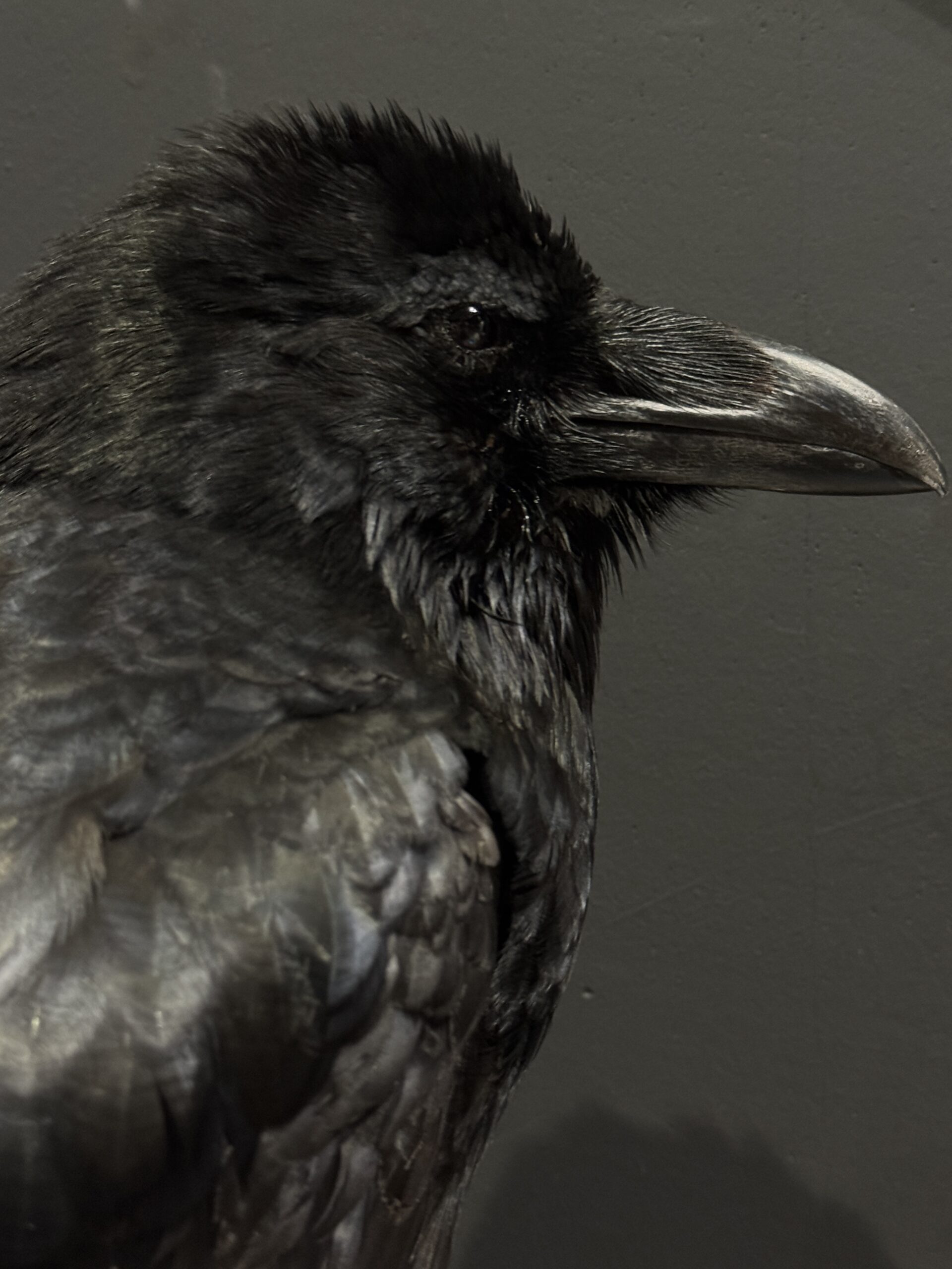 Opgezette raaf Opgezette raaf