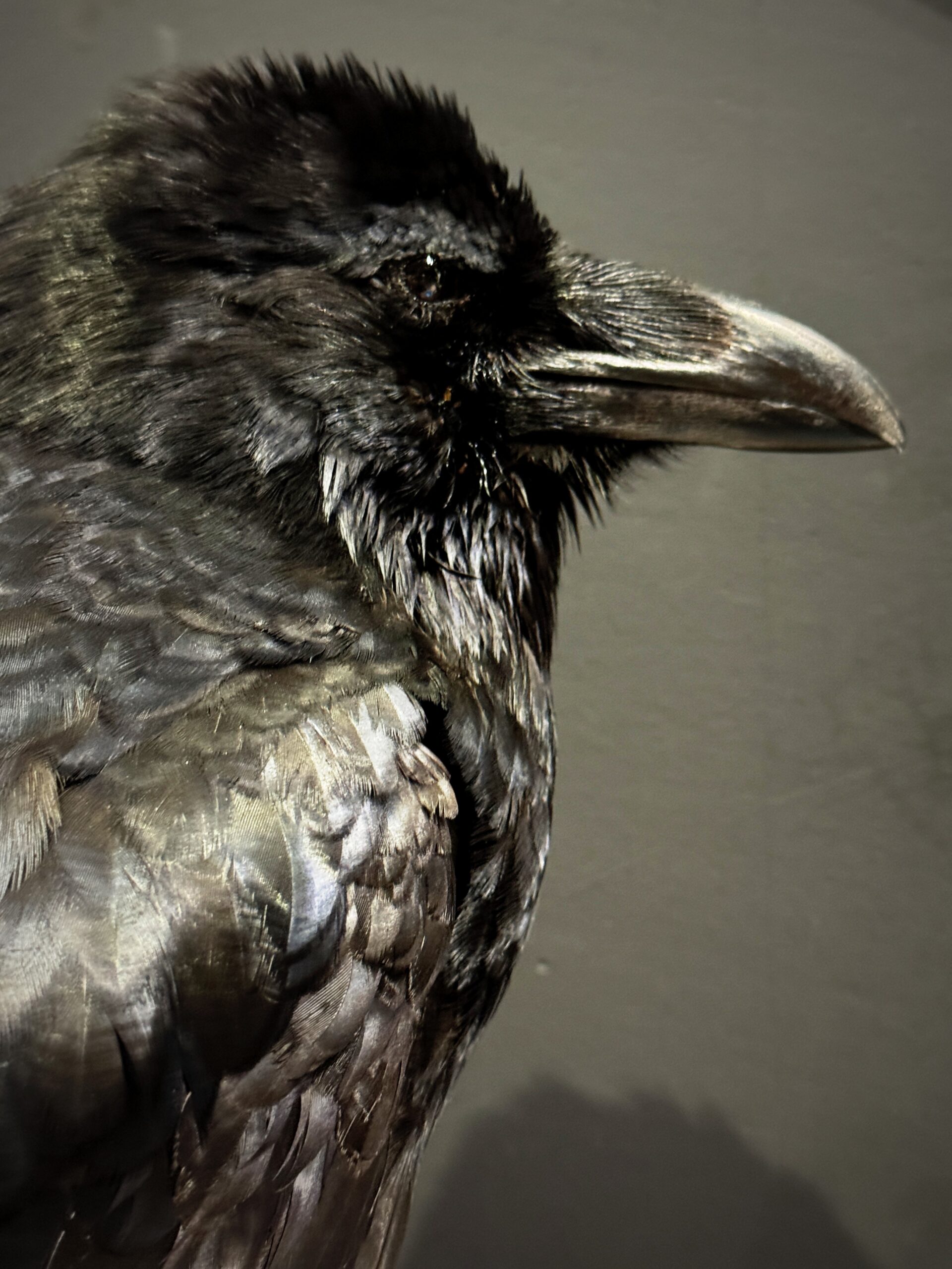 Opgezette raaf Opgezette raaf