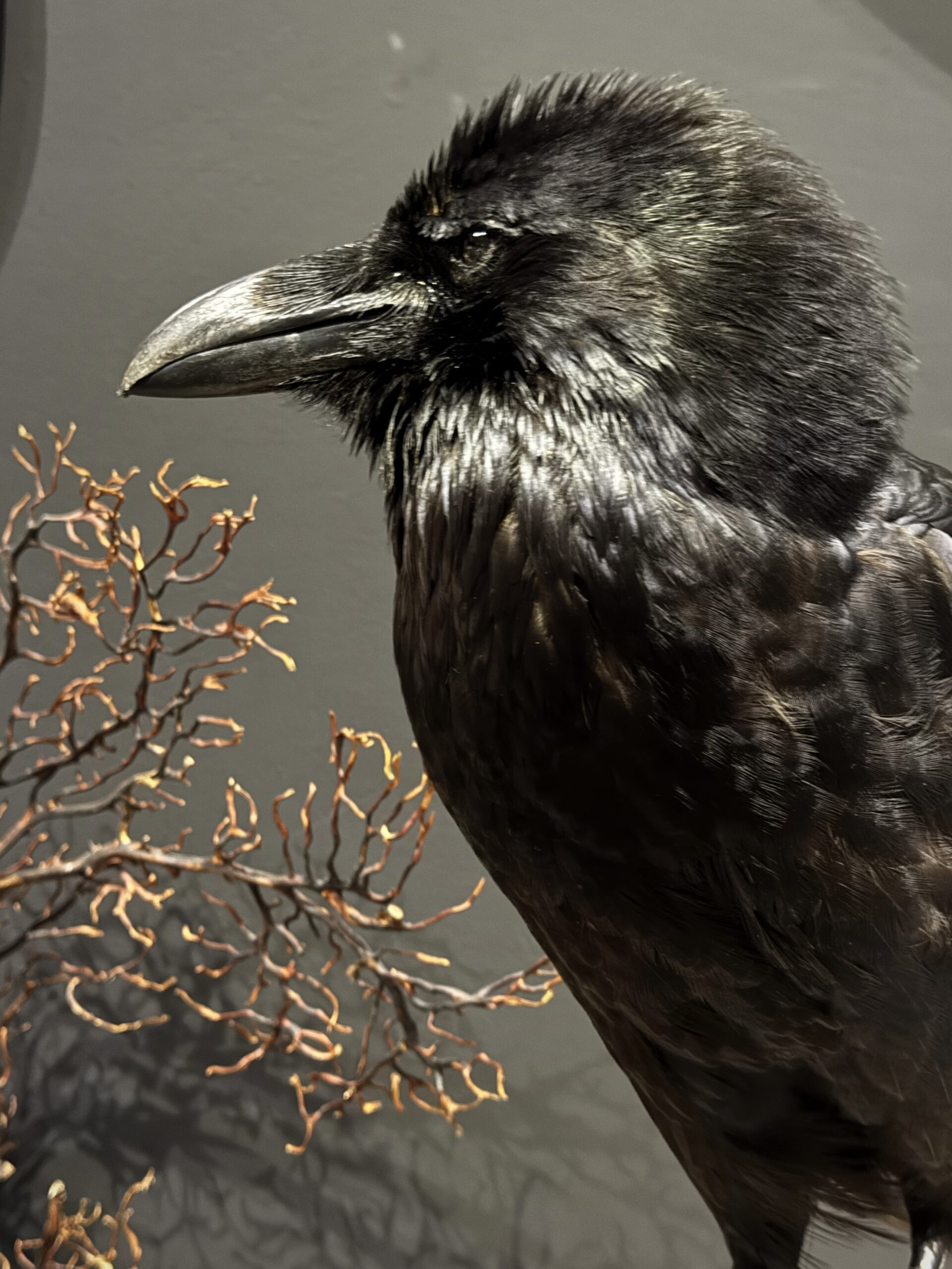 Opgezette raaf Opgezette raaf