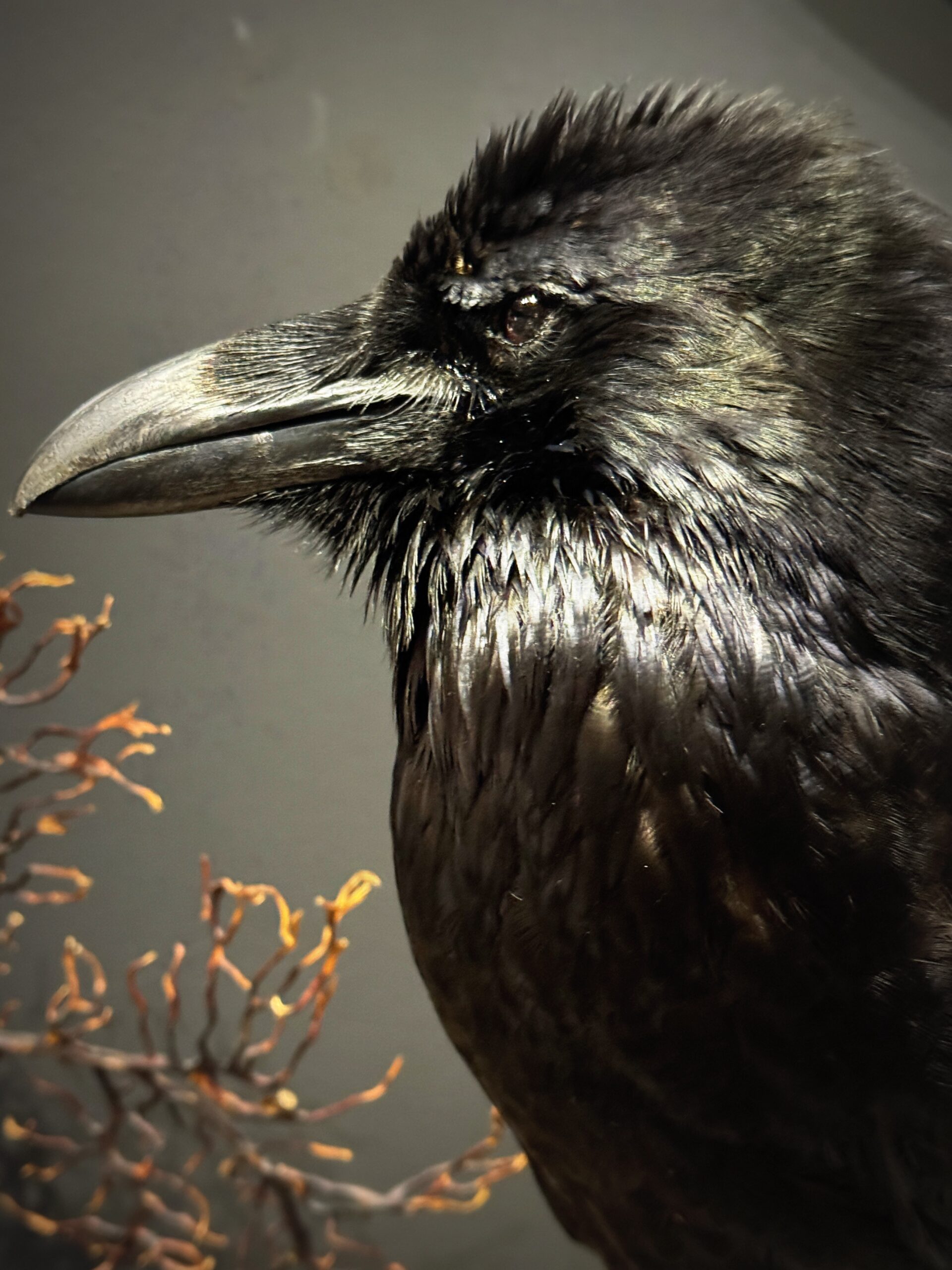 Opgezette raaf Opgezette raaf