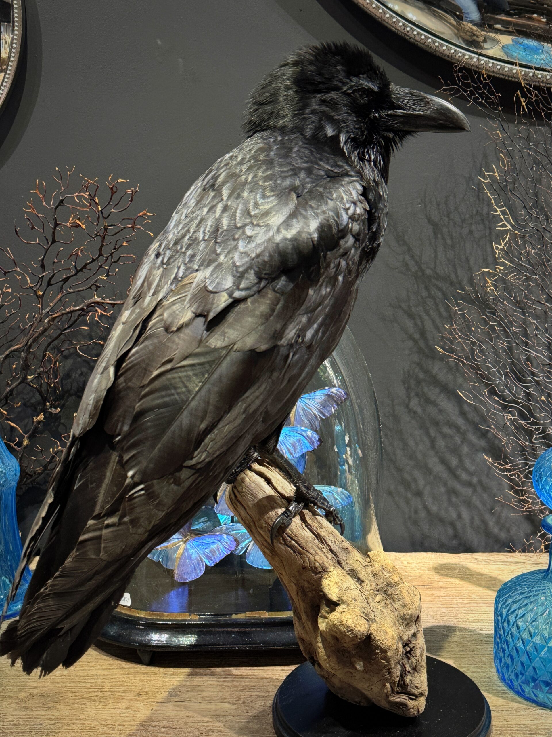 Opgezette raaf Opgezette raaf