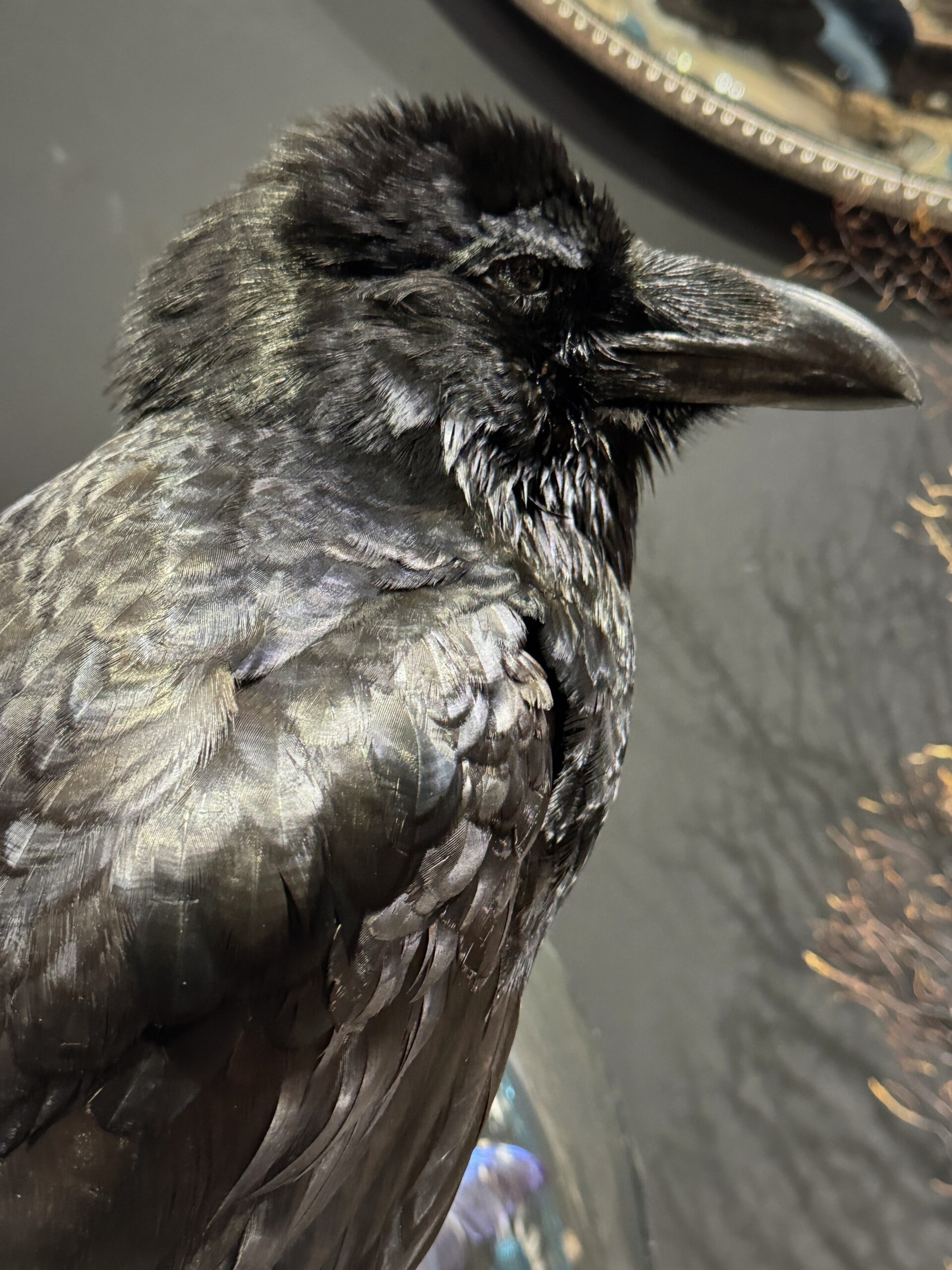 Opgezette raaf Opgezette raaf