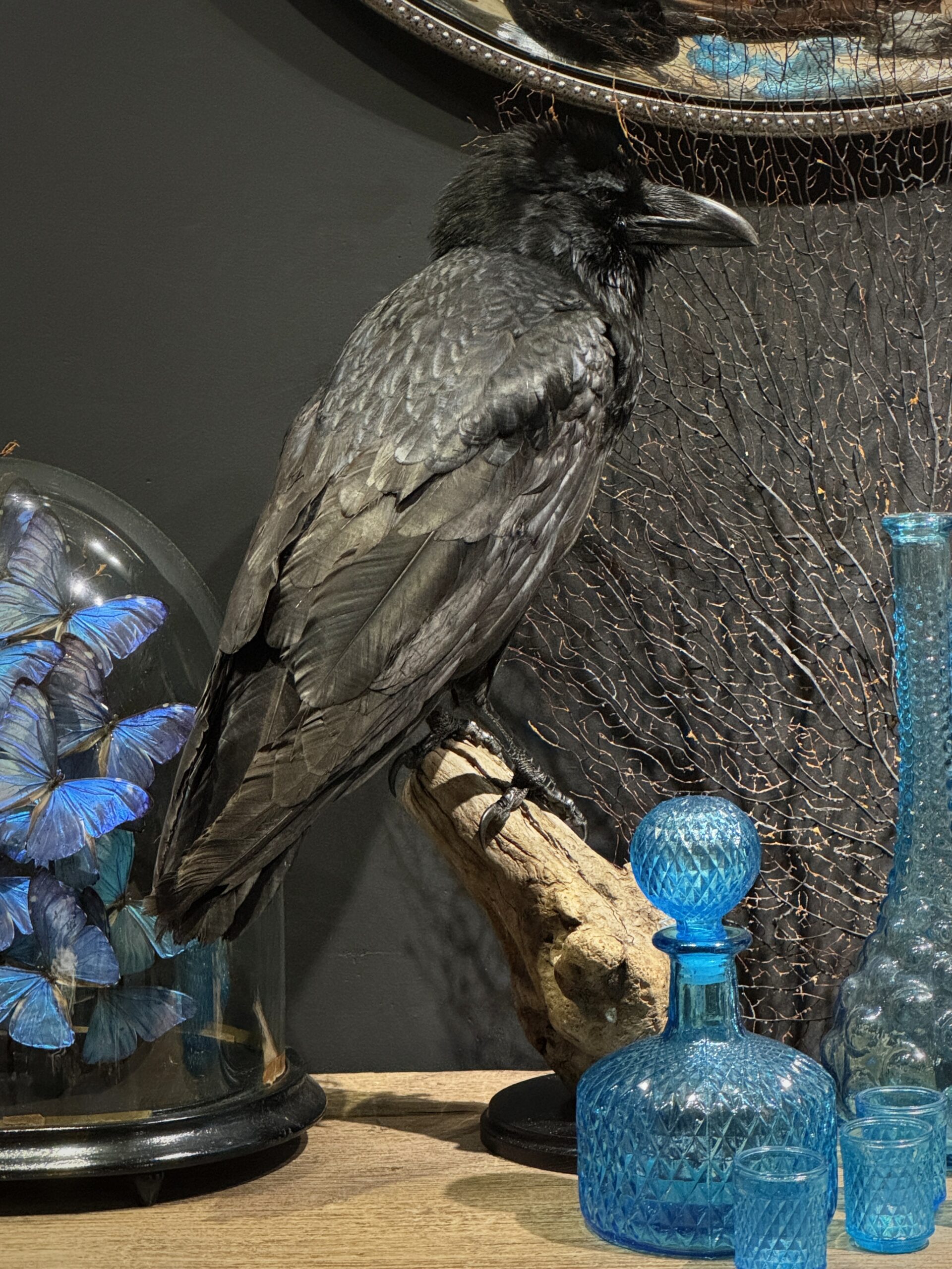 Opgezette raaf Opgezette raaf