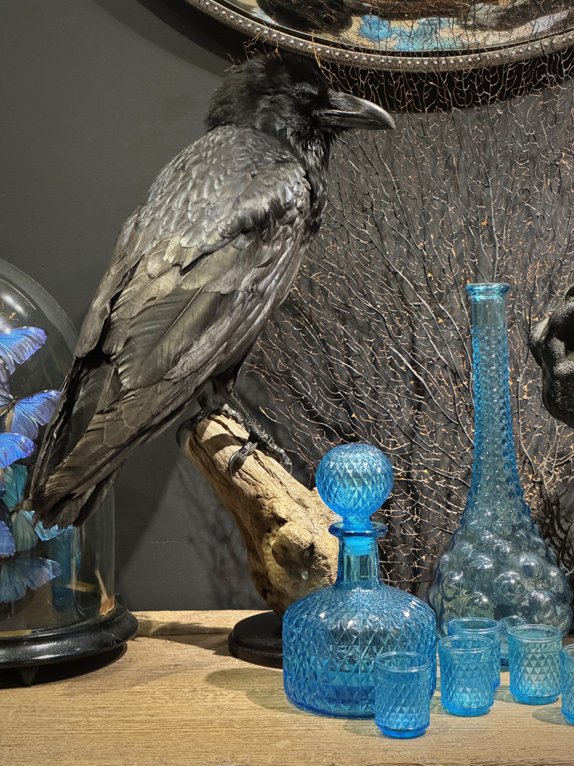 Opgezette raaf Opgezette raaf