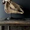 Horse skull Medical artefact Horse skull Medical artefact