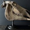 Horse skull Medical artefact Horse skull Medical artefact