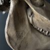 Horse skull Medical artefact Horse skull Medical artefact
