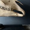 Horse skull Medical artefact Horse skull Medical artefact