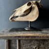 Horse skull Medical artefact Horse skull Medical artefact