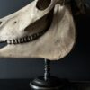 Horse skull Medical artefact Horse skull Medical artefact