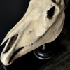 Horse skull Medical artefact Horse skull Medical artefact