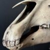 Horse skull Medical artefact Horse skull Medical artefact