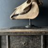 Horse skull Medical artefact Horse skull Medical artefact