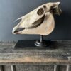 Horse skull Medical artefact Horse skull Medical artefact