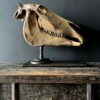 Horse skull Medical artefact Horse skull Medical artefact