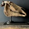 Horse skull Medical artefact Horse skull Medical artefact