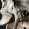 Horse skull Medical artefact Horse skull Medical artefact