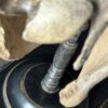 Horse skull Medical artefact Horse skull Medical artefact