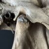 Horse skull Medical artefact Horse skull Medical artefact