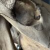 Horse skull Medical artefact Horse skull Medical artefact