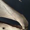 Horse skull Medical artefact Horse skull Medical artefact