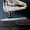 Horse skull Medical artefact Horse skull Medical artefact