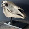Horse skull Medical artefact Horse skull Medical artefact